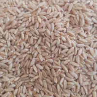 گندم دیم در شهرستان شوط