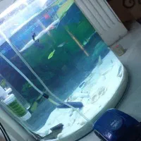 آکواریوم محدب شیشه خم به همراه لوازم ارتفاع۴۶عرض۳۶