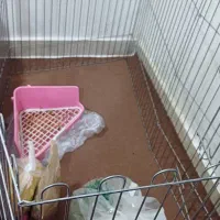 فروش خرگوش|موش و خرگوش|رامهرمز, |دیوار