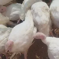 بوقلمون بیوتی ۶ فوق سنگین