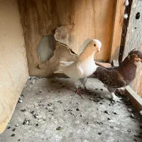 کفترکبوتر