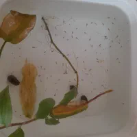 بچه گوپی
