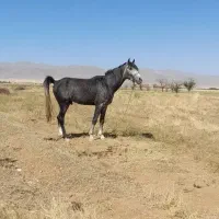 فروش اسب نریان عرب جوان|اسب و تجهیزات اسبسواری|زنجان, |دیوار