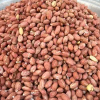 بادام زمینی درجه یک آستاته بار امسال ۱۴۰۵ تازه