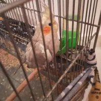 عروس هلندی|پرنده|محمدشهر, شهرک پیام (مهرالبرز)|دیوار