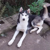 هاسکی ۲ساله