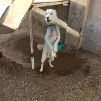 سگ گرگی|سگ|قم, شاد قلی|دیوار