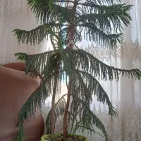 کاج مطبق به همراه چند عدد گل زیبا وبزرگ