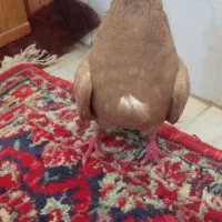 کفتر صورخ