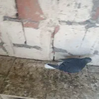 دم سفید نربیزککیل