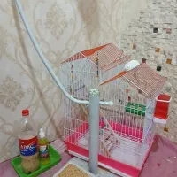 عروس هلندی|پرنده|اردبیل, |دیوار