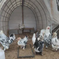 تخم نطفه دار سلطان|حیوانات مزرعه|کوچصفهان, |دیوار