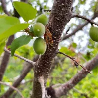 باغ۱۰۰۰متری در مرند|فروش زمین و ملک کلنگی|کشکسرای, |دیوار