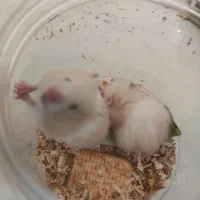 همستر|موش و خرگوش|گلبهار, شهر جدید گلبهار|دیوار