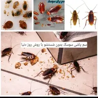 سمپاشی ساس سم پاشی سوسک ریشـهکنی فقط فقط1مرحــله