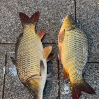 تکثیر بچه ماهی کپور کوهان دار بچه ماهی آمور