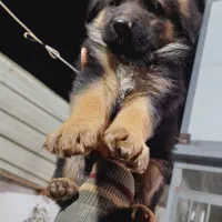 سگ ژرمن دورنگ|سگ|شیراز, دکتر حسابی|دیوار