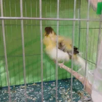 قناری نر جوجه