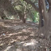 خریداری چوب تروخشک بریده نیریده|خدمات باغبانی و درختکاری|جیرفت, |دیوار