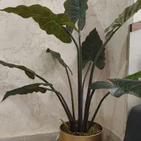 درختچه بابا آدم|گل مصنوعی|زنجان, |دیوار