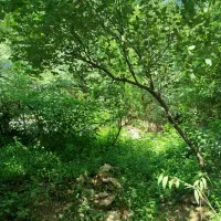 خانه ویلای با امتیازات کامل روستای سیاهمزگی|فروش خانه و ویلا|احمدسرگوراب, |دیوار