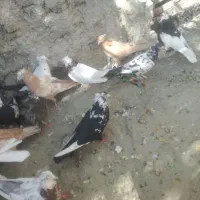 کبوتررنگی|پرنده|کوار, |دیوار