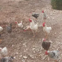 ۱۳عددخروس جوان ۷ماهه