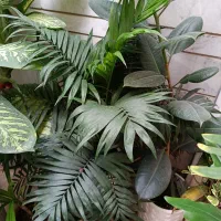 گلهای اپارتمانی|گل و گیاه طبیعی|شیراز, شهرک والفجر|دیوار