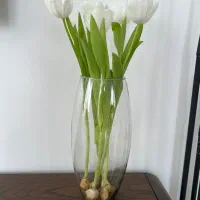 لاله طبیعی مناسب هدیه