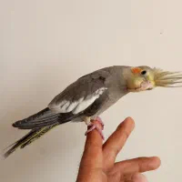 عروس هلندی جفت با جوجه کار داده|پرنده|مشهد, هفده شهریور|دیوار