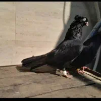 کبوتر ابادانی