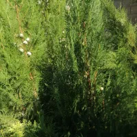 درختهای زینتی|گل و گیاه طبیعی|خفر, |دیوار