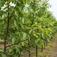 پخش عمده نهال گردو پربار و با کیفیت|خدمات باغبانی و درختکاری|کنگاور, |دیوار