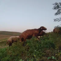 قوچ،قزل،افشار
