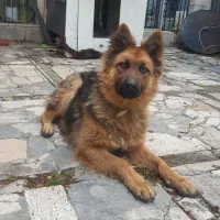 سگ ژرمن اصیل