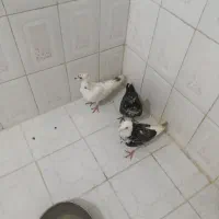 سه‌تاکفترتیرماهی‌گرفتنی