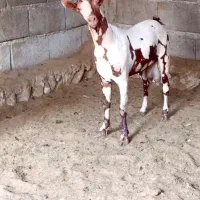 ارتشی اصل|حیوانات مزرعه|تفت, |دیوار