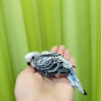 جوجه مرغ عشق دستی و بازیگوش|پرنده|نیشابور, شهرک اندیشه|دیوار