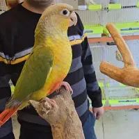 گرینچیک.کتوله.عروس.قناری