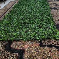 فنس چمنی