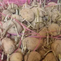 نشا سیب زمینی بذری جوانه زده آماده اصلاح شده