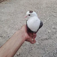 سرسفید.مخملی کربلایی