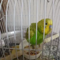 مرغ عشق با قفس