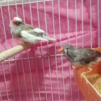 دو جفت فنچ مولد