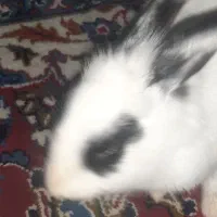 خرگوش خونگی