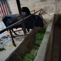 ورزا سیاه ماستی برای فروش