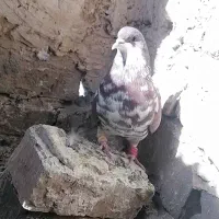 کفتر|پرنده|تربتحیدریه, پائین ولایت|دیوار