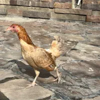 کوشامو ژاپنی