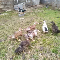 اردک محلی|حیوانات مزرعه|ساری, |دیوار