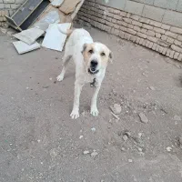 واگذاری سگ خراسانی گله‌ایی و 3تا توله‌هاش